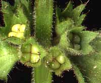 mint nutlets of hedge nettle, Stachys arvensis