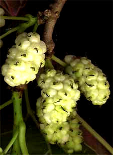 fruits of White Mulberry, Morus alba