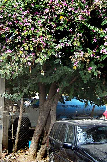 Purple Orchid Tree, BAUHINIA VARIEGATA