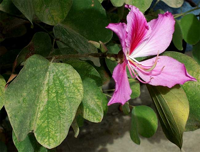 Purple Orchid Tree, BAUHINIA VARIEGATA