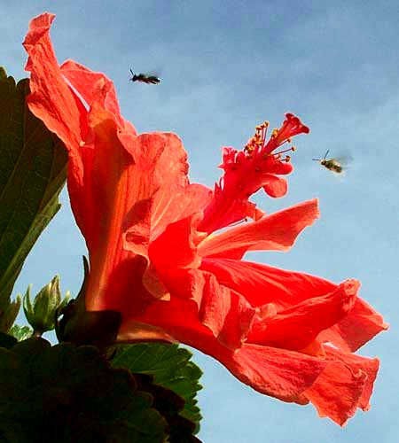 hibiscus flower, stamens converted to petals