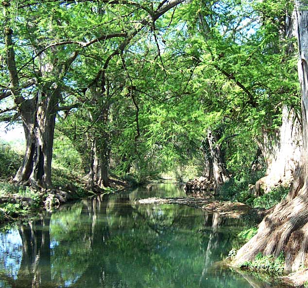 Montezuma Cypress, TAXODIUM MUCRONATUM