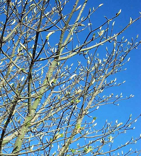 Ceiba, CEIBA PENTANDRA, buds bursting