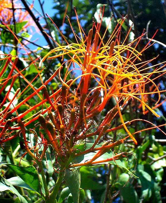 Parrot-flower,  PSITTACANTHUS cf. CALYCULATUS, flowers