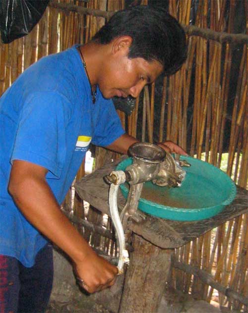 grinding roasted Ramón fruits (Brosimum alicastrum) for making coffee