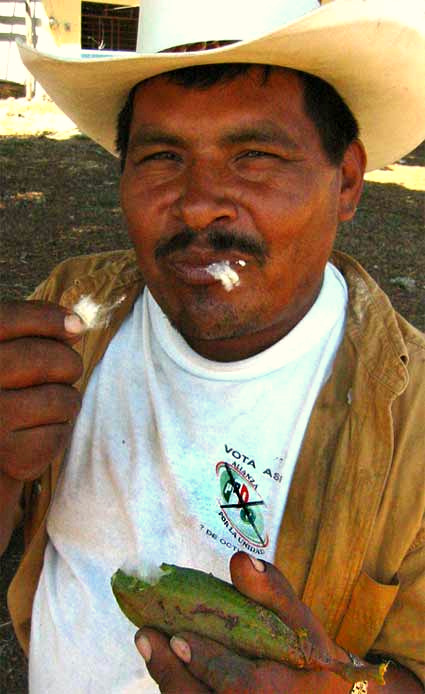 eating fruits of what may be Shavingbrush-tree, PSEUDOBOMBAX ELLIPTICUM