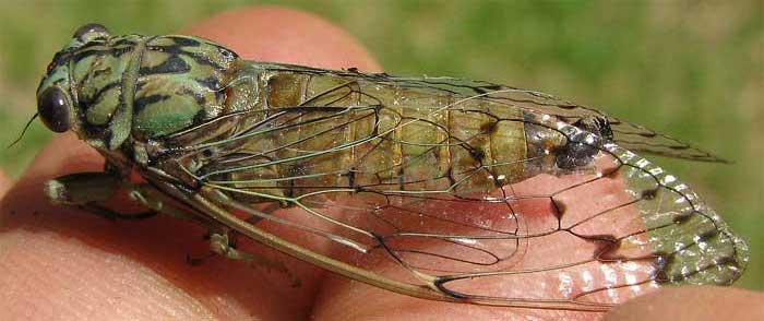 Hieroglyphic Cicada, NEOCICADA HIEROGLYPHICA