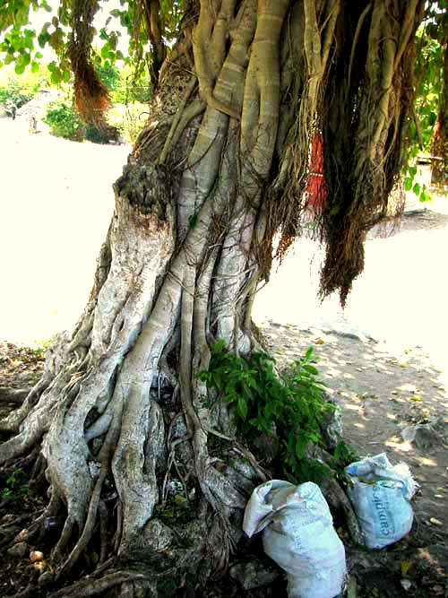 strangler fig stems fusing together