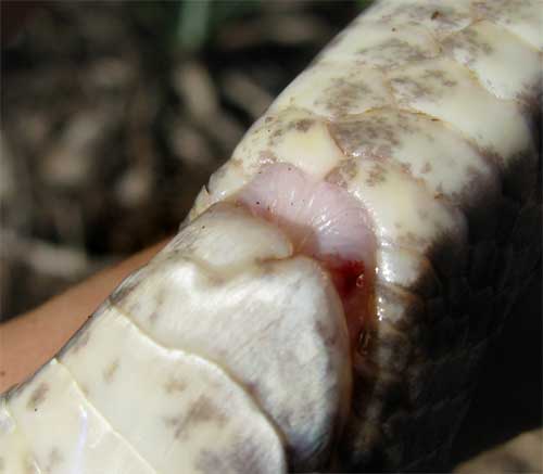 Yellow-red Ratsnake, Pseudelaphe flavirufa, anal plate