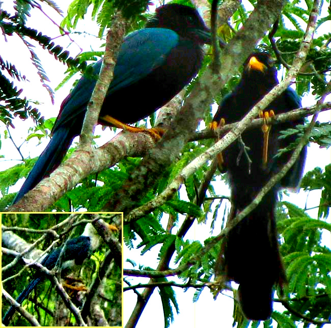 Yucatan Jays, CISSILOPHA YUCATANICUS, 3 plumages