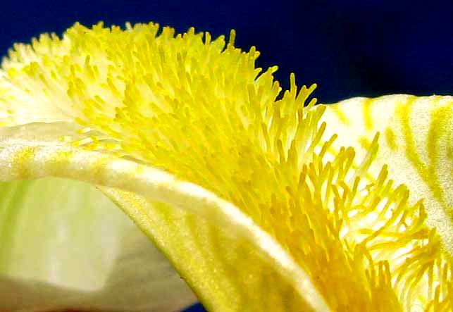 hairs of beard on iris falls