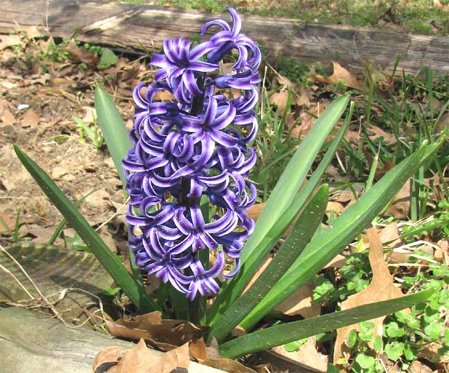 Common Hyacinths, HYACINTHUS ORIENTALIS
