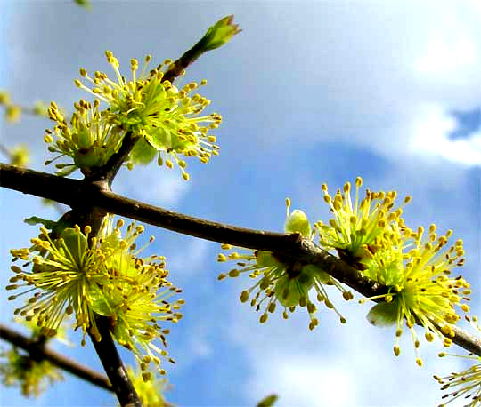 Swamp-Privet, FORESTIERA ACUMINATA, flowers