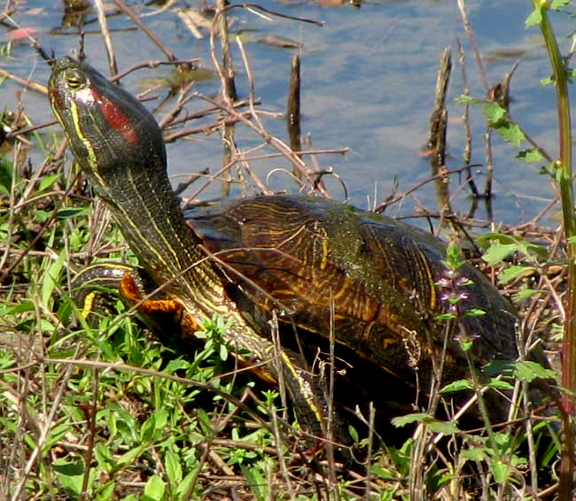 Red-eared Turtle, or Sliders, TRACHEMYS SCRIPTA, emerging from water