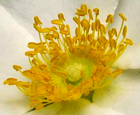 Yellow Scotch Rose Flower in the Garden. Latin: Rosa Laevigata or