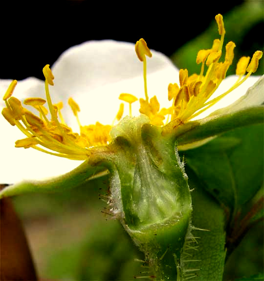 Cherokee Rose, ROSA LAEVIGATA, flower cross-section
