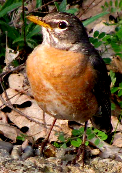 Robin, Migration, Diet & Habitat