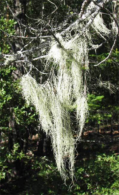 Old Man's Beard, USNEA