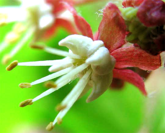 Vine Maple flower, ACER CIRCINATUM