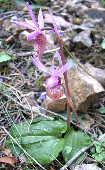 Fairy Slipper orchid, CALYPSO BULBOSA