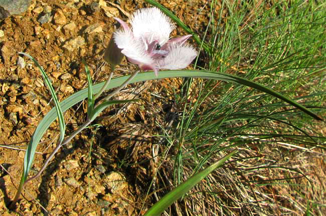 Mariposa Lily, Calochortus cf. elegans