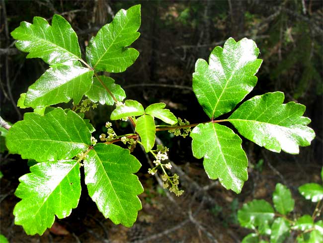 Poison Oak, TOXICODENDRON DIVERSILOBUM