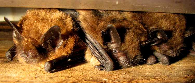Big Brown Bat, EPTESICUS FUSCUS