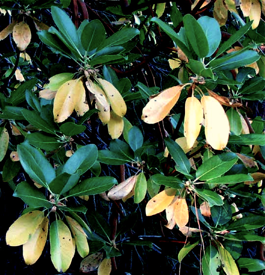 Pacific Madrone, Arbutus menziesii, leaves