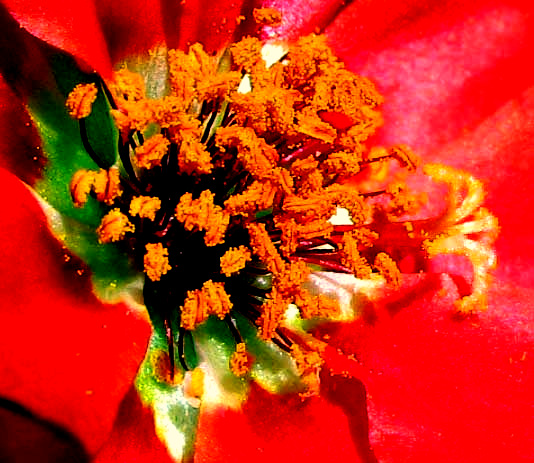 flower of Portulaca, or Rose-Moss, PORTULACA GRANDIFLORA