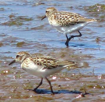 Western Sandpiper, CALIDRIS MAURI,