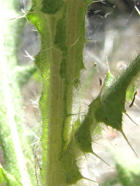 winged stem of Bull Thistle, CIRSIUM VULGARE
