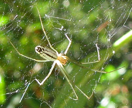 Sierra Dome Spider, NERIENE LITIGIOSA