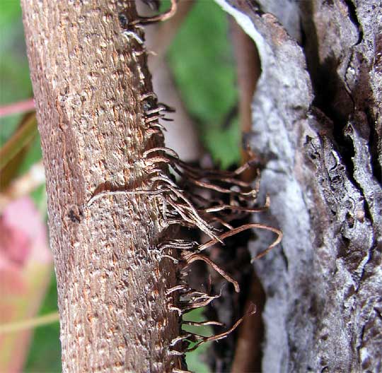 adventitious roots on Poison Oak, Toxicodendron diversilobum