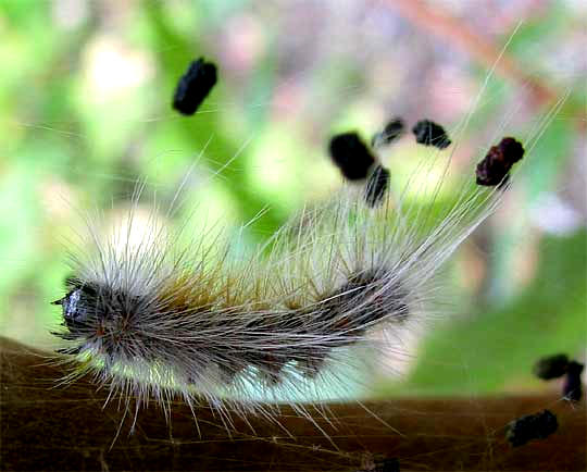caterpillar of Fall Webworm, HYPHANTRIA CUNEA