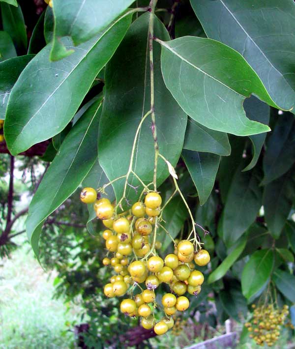 Bec or Bastard Cherry, EHRETIA TINIFOLIA