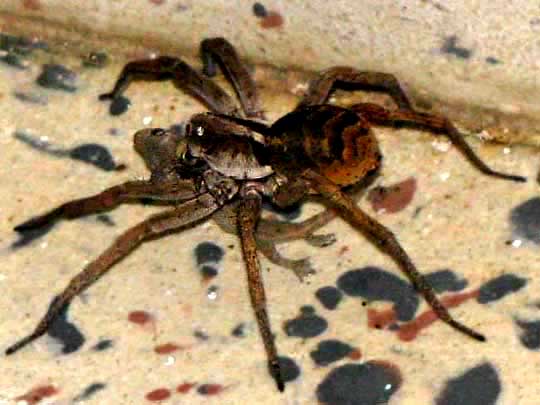 Wolf Spider Nabs Gecko