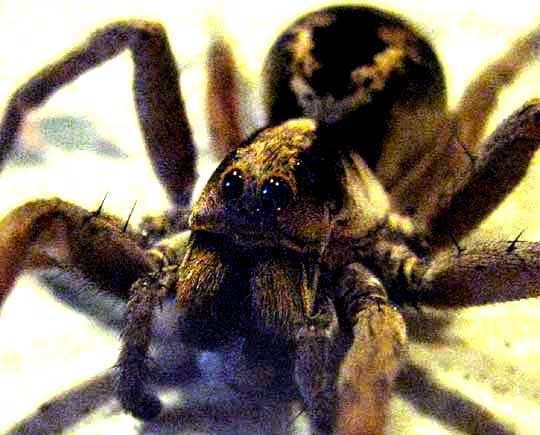 Wolf Spider head showing eyes