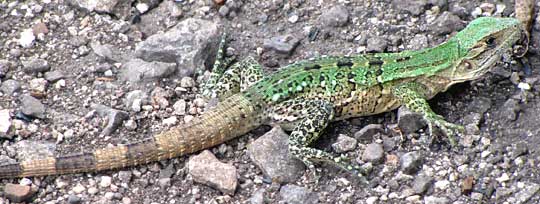 immature green Black Iguana, CTENOSAURA SIMILIS
