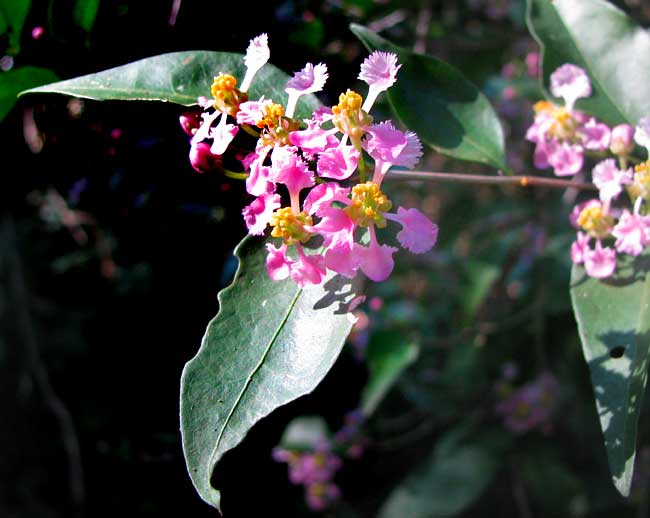 Barbados-Cherry or Wild Crape Myrtle, MALPIGHIA GLABRA