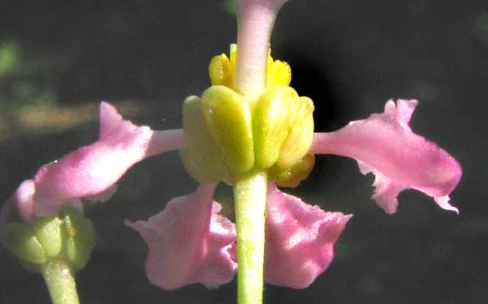 glands on sepals of Barbados-Cherry or Wild Crape Myrtle, MALPIGHIA GLABRA