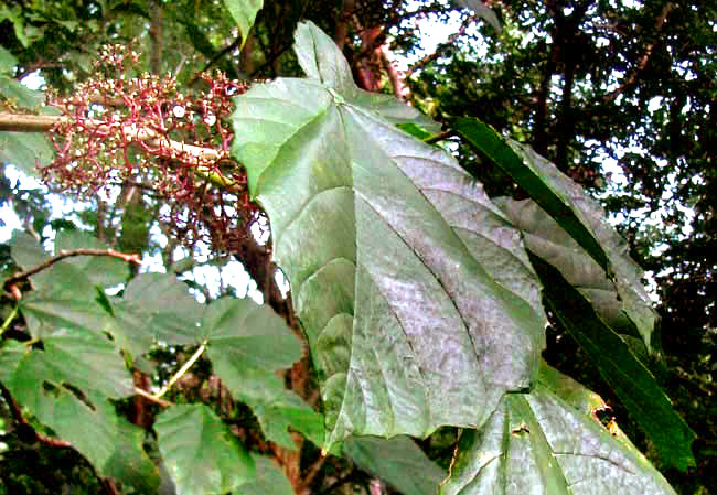 Cow Itch, URERA BACCIFERA