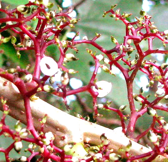 flowers of Cow Itch, URERA BACCIFERA