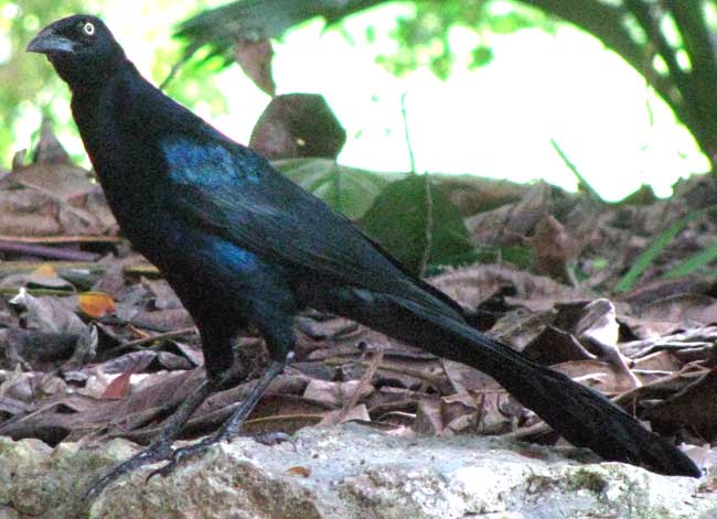 Great-tailed Grackle, QUISCALUS MEXICANUS