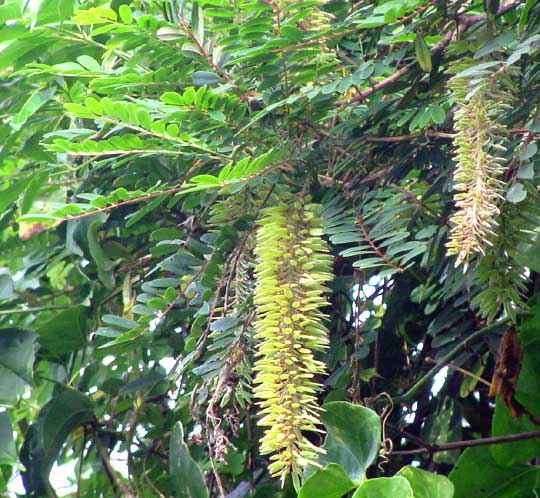  ALVARADOA AMORPHOIDES, female flowers