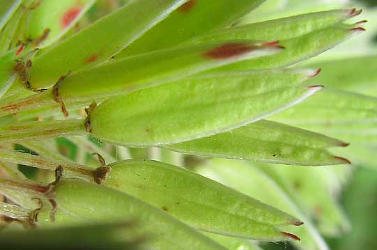  ALVARADOA AMORPHOIDES, female flowers/ fruits