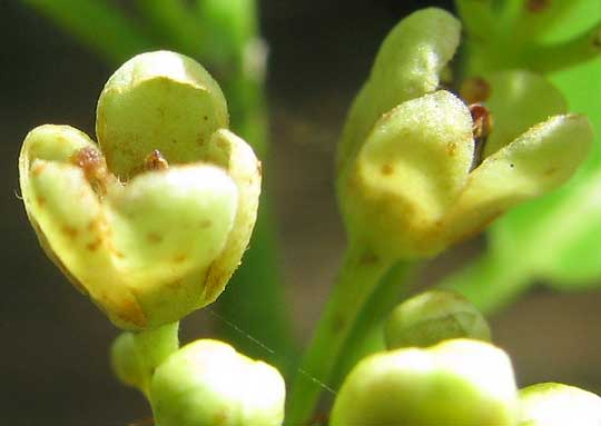 CASEARIA CORYMBOSA, flowers