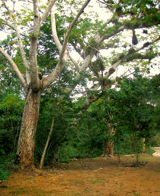 Guanacaste or Piich, ENTEROLOBIUM CYCLOCARPUM