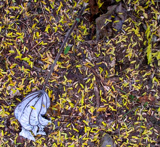 Guanacaste or Ear Tree, ENTEROLOBIUM CYCLOCARPUM, leaflets on ground