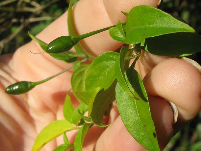 CAPSICUM FRUTESCENS