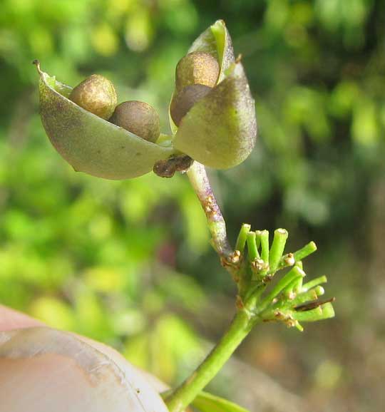 HYBANTHUS YUCATANENSIS, fruit